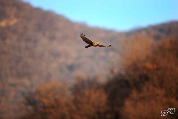 白河峡谷生境鸟片（原画幅）