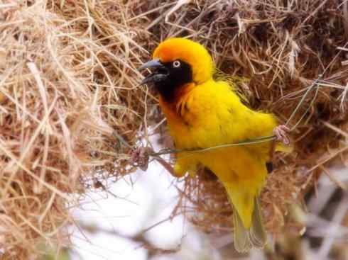 十大鸟类建筑师之二（织布鸟、维达雀）
