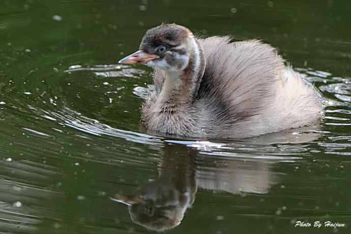 鸟鸟平等 wbr wbr决不搞鸟族歧视