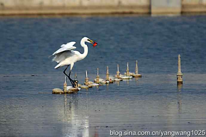 白鹭（捕鱼）