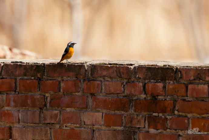小鸟北红尾鸲&nbsp;wbr♂
