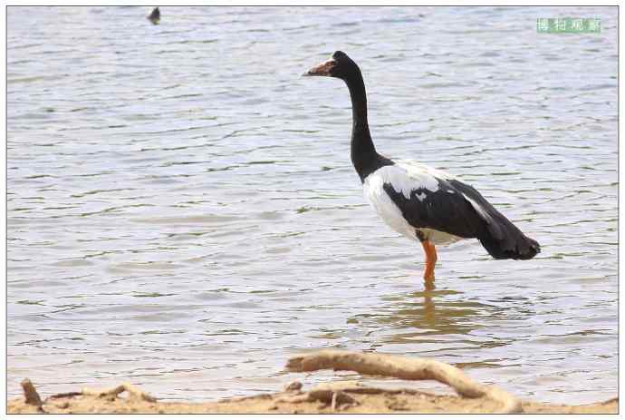 澳洲鸟类摄影——鹊雁