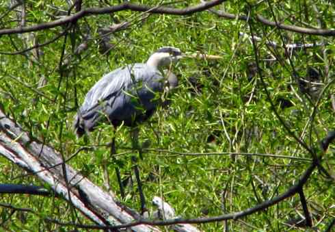 美国鸟类摄影——荒野灰鹳