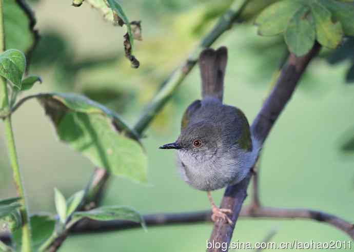 又撮一堆儿 wbr肯尼亚的鸟儿
