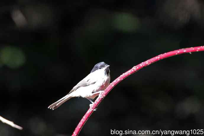 沼泽山雀(2) 沼泽山雀(2)