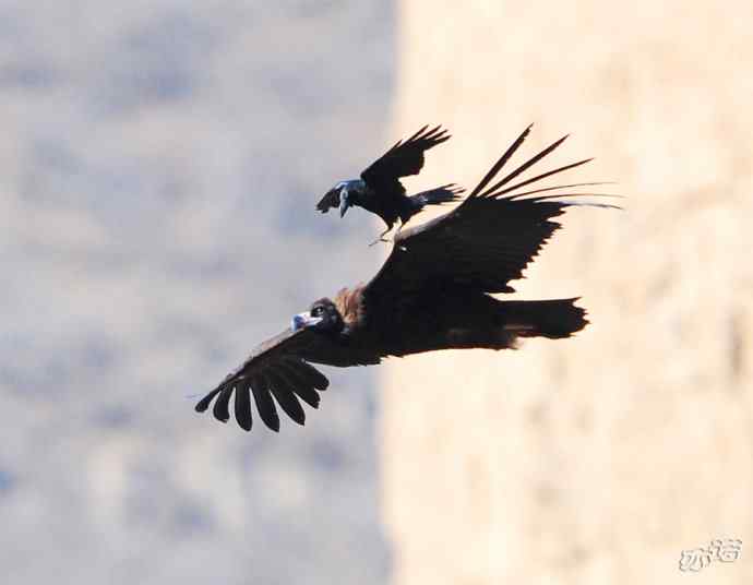 永定河峡谷拍鸟——鸦鹫之逐