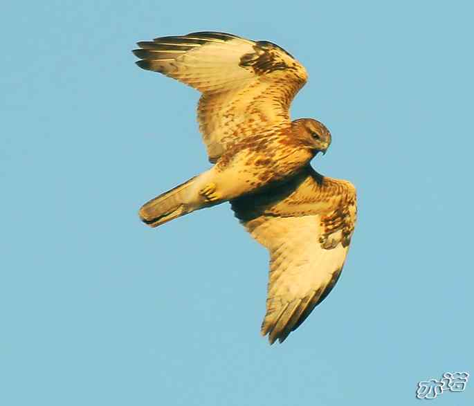 北京西山&nbsp;wbr路&nbsp;wbr守候猛禽迁徙通道两小时