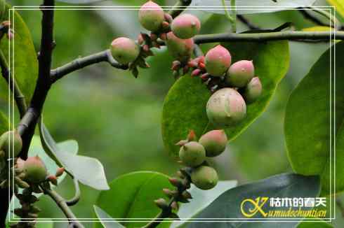 秋天-花-鸟【照片】