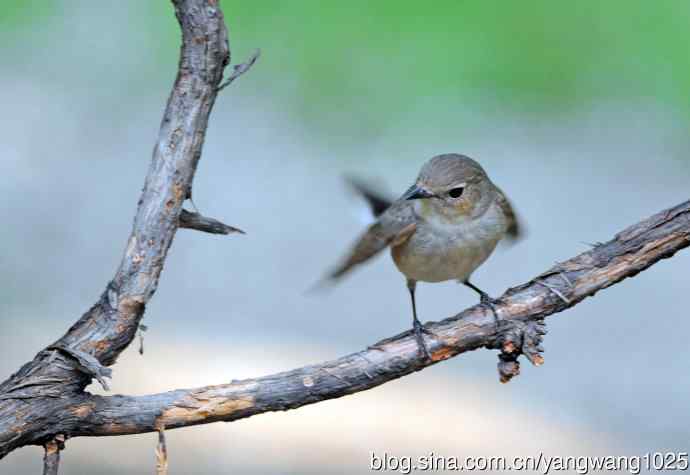 雌性红喉姬鹟(1) 雌性红喉姬鹟(1)
