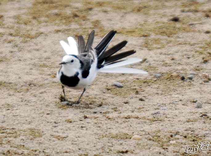 圆明园&nbsp;wbr路&nbsp;wbr昨天拍到的十种鸟（记录版）