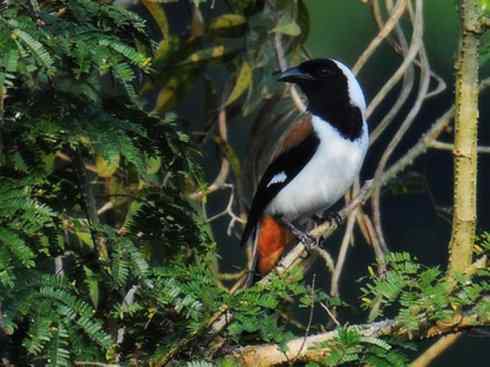 美丽无罪：雀鸟之绿鹊