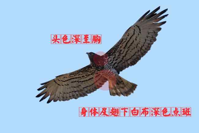 猛禽大全——中国东部地区27种迁徙类猛禽辨识