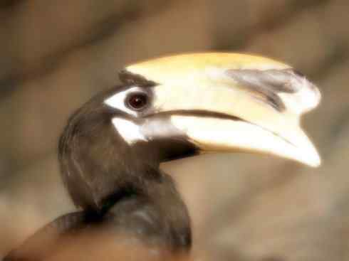 奇特的盔：盔犀鸟