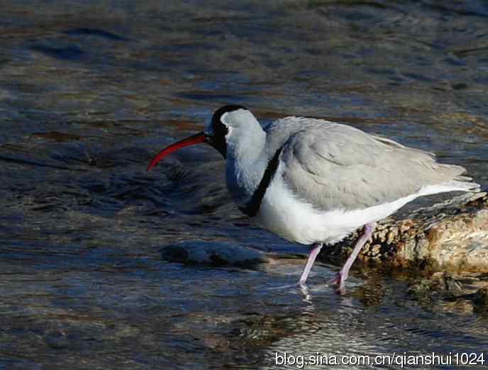 再遇鹮嘴.喜出望外