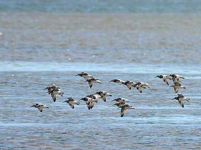 黄金海岸寻鹬 wbr赤土山桥赏鸟