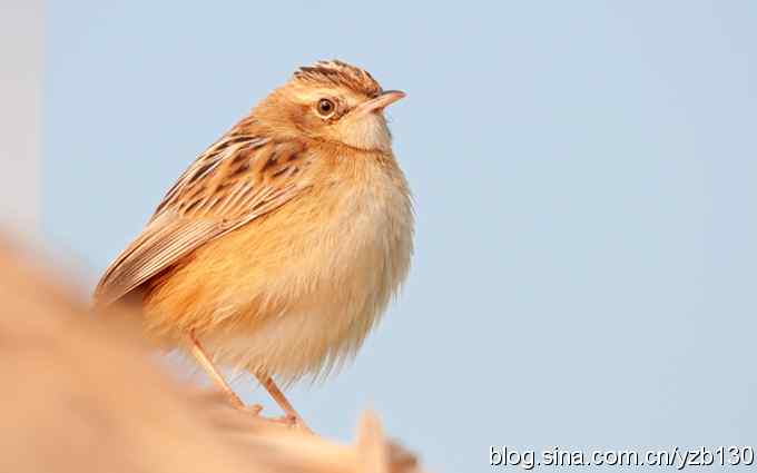 请教一只小鸟（组图）