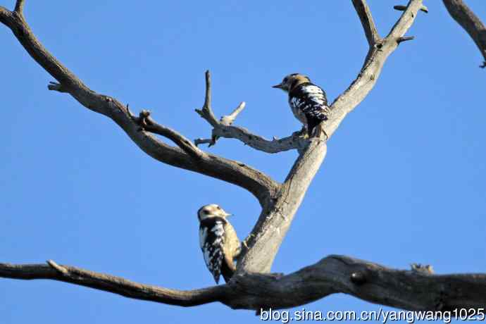 星头啄木鸟(亚种) 星头啄木鸟(亚种)