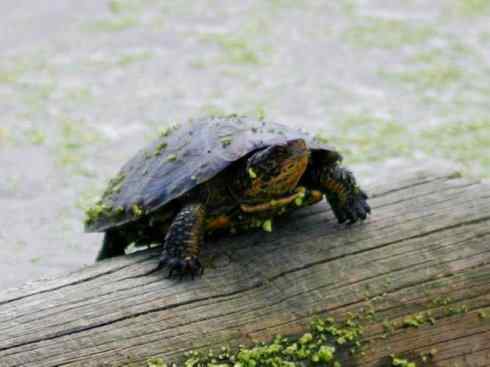 玄武：传说的兽原型探秘（水龟）