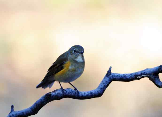 雌性红胁蓝尾鸲（13）