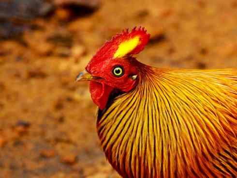 凤凰：传说的鸟原型探秘（原鸡）