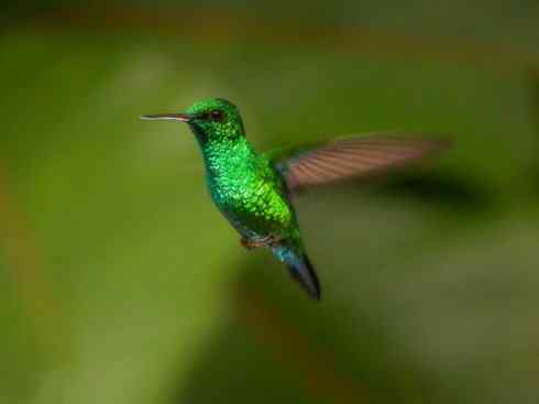 鸟类之最:角蜂鸟