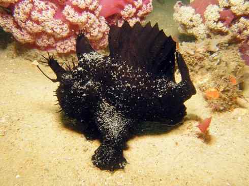 鱼类活化石：月眼鱼