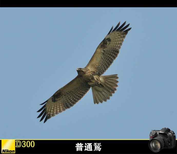很怀念与普通鵟的那次近距离邂逅