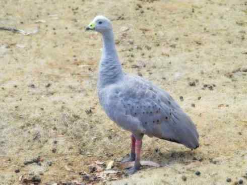 猎奇：十大奇异的雁鸭之三（瘤鸭、蜡嘴雁）