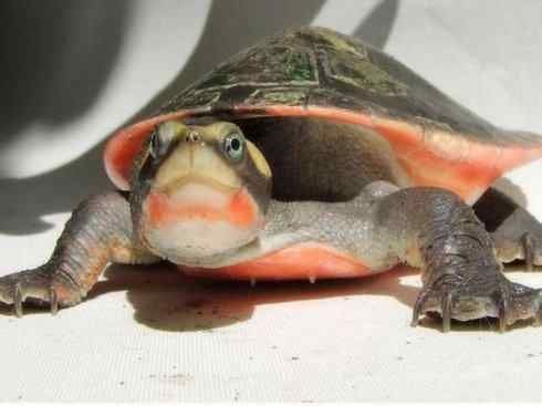 玄武：传说的兽原型探秘（澳洲长颈龟）