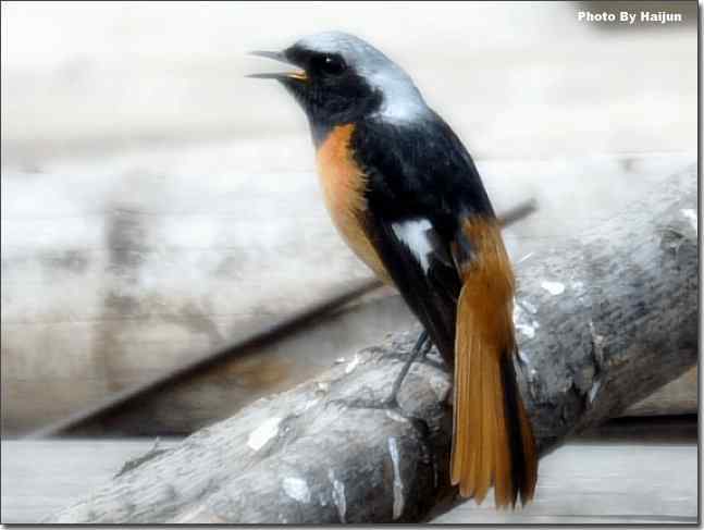  点击图片或使用键盘← →翻页