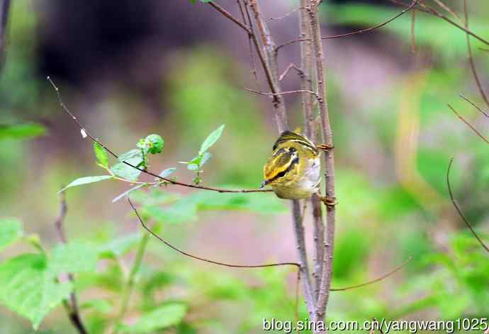 黄腰柳莺（3）