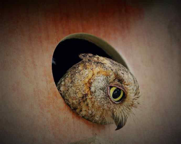 猫头鹰妈妈育雏