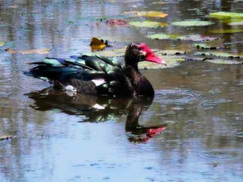 猎奇：十大奇异的雁鸭之二（草雁、埃及雁、绿翅雁、距翅雁、黑头鸭）