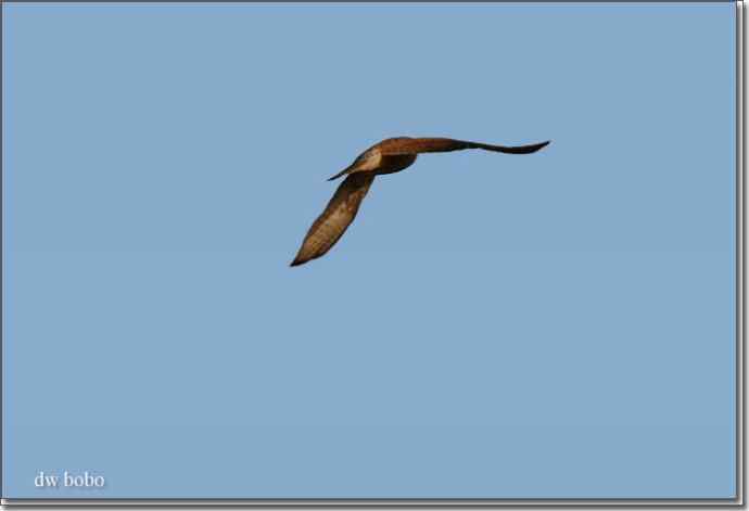 野鸭湖猛禽-红隼、短耳鸮、毛脚鵟 野鸭湖猛禽-红隼、短耳鸮、毛脚鵟