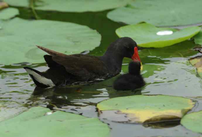 再拍黑水鸡（纪实）1