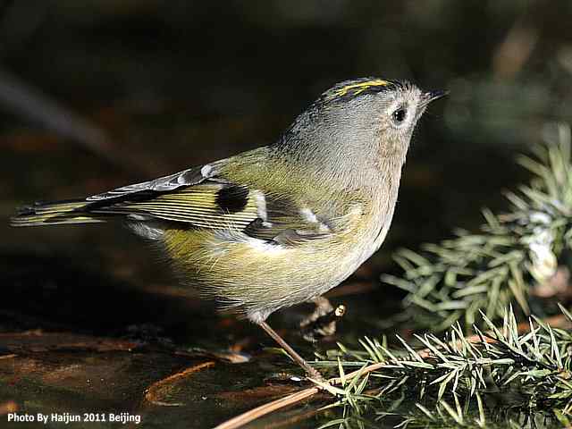暮然回首 wbr. wbr戴菊却在天坛水洼处