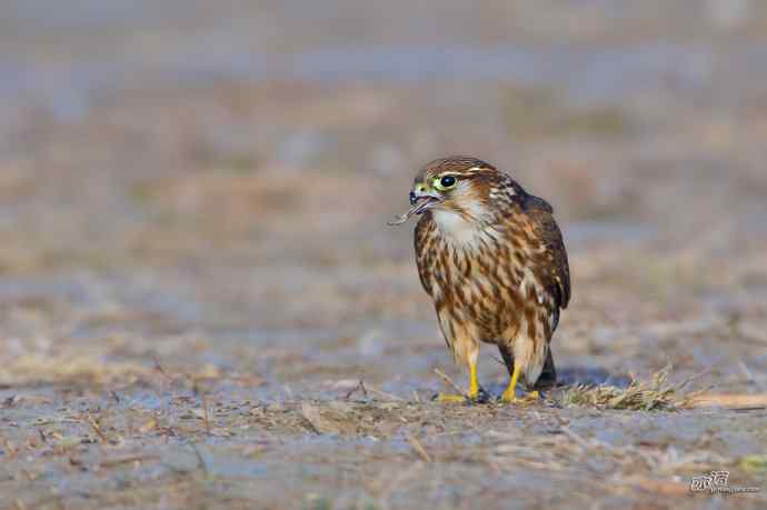 【野鸭湖的鸟】灰背隼