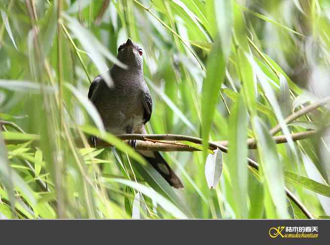 记录暗灰鹃鵙{照片】