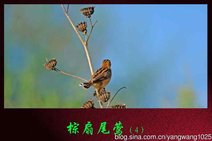 棕扇尾莺（4）