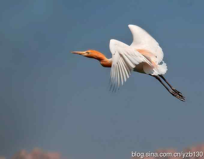 飞版牛背鹭集锦（组图，12张图片）