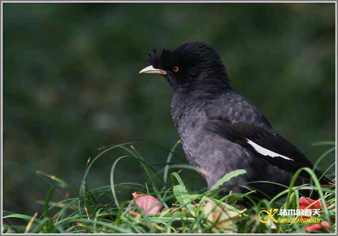 八哥&bull;松鸦【照片】