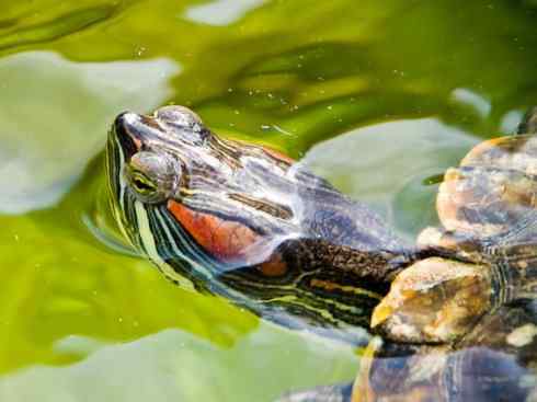 玄武：传说的兽原型探秘（水龟）