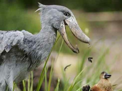 鸟类之最：鲸头鹳