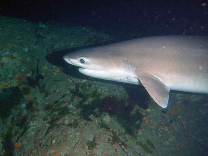 鱼类活化石：皱鳃鲨