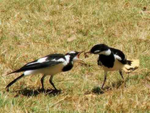 雀鸟也彪悍：角斗士（鹊鹨）