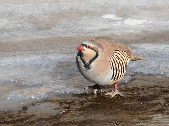 石鸡 wbr. wbr时机