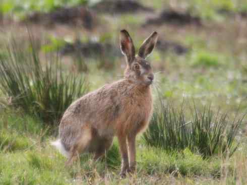 动物世界：山寨还是原创之十四