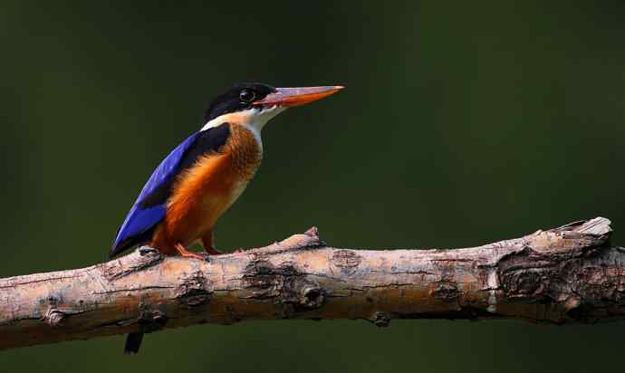 山重水复疑无路 wbr正是翡翠初长成(京城最美的野生鸟-蓝翡翠) 山重水复疑无路 wbr正是翡翠初长成(京城最美的野生鸟-蓝翡翠)