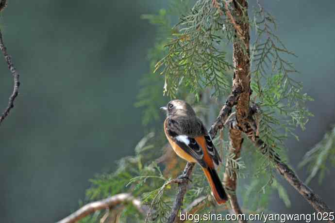 雄性北红尾鸲(33) 雄性北红尾鸲(33)