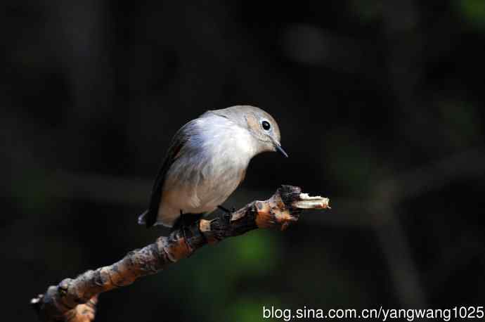 红喉姬鹟（13）